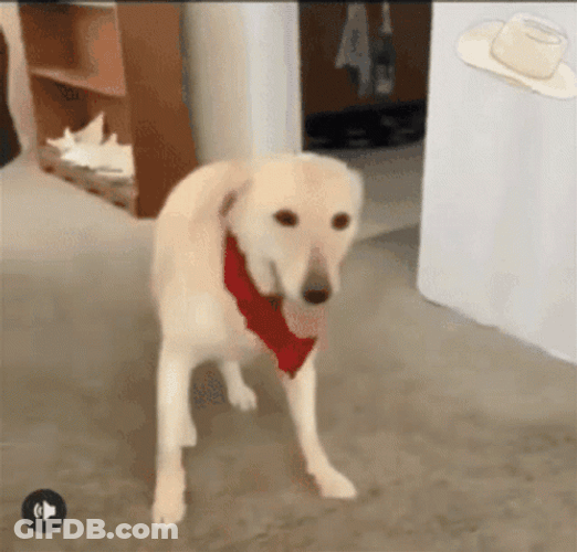 Labrador Dog Dancing GIF