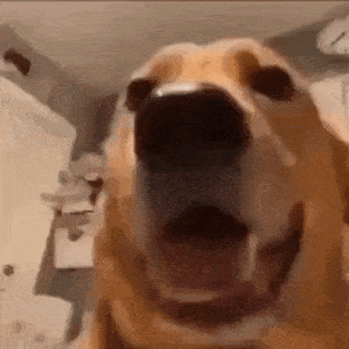 Labrador Dog GIF