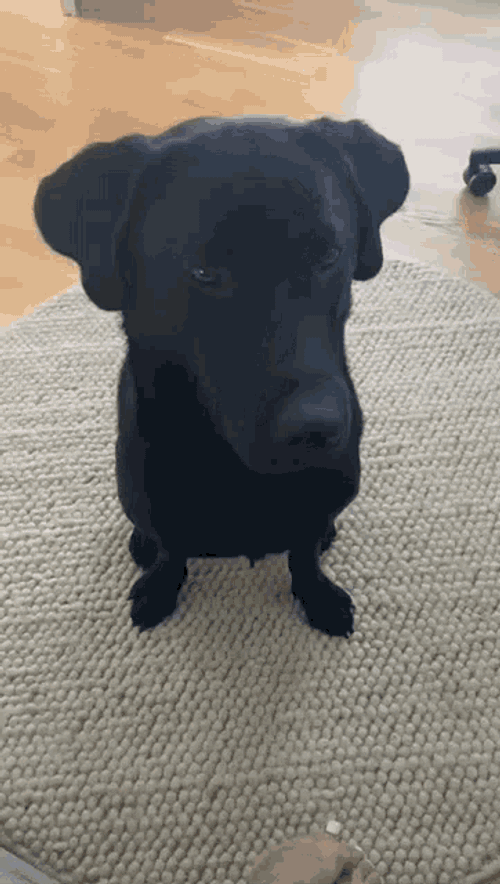 Labrador Dog GIF