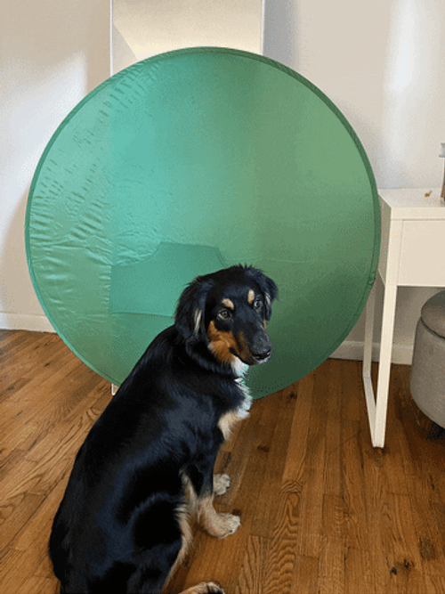 Labrador Dog Green Screen GIF