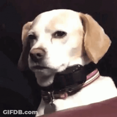 Labrador Dog Squint Look GIF