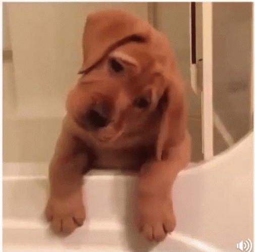 Labrador Retriever Confused Dog GIF