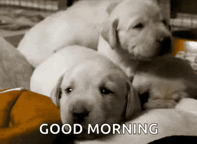 Labrador Retriever Labs GIF