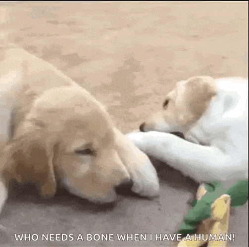 Labradorretriever Labrador GIF