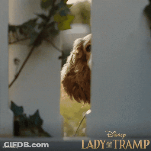 Lady And The Sneaking Tramp GIF