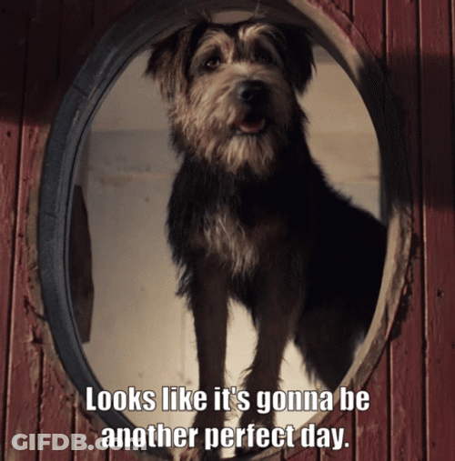 Lady And The Tramp Another Perfect Day GIF