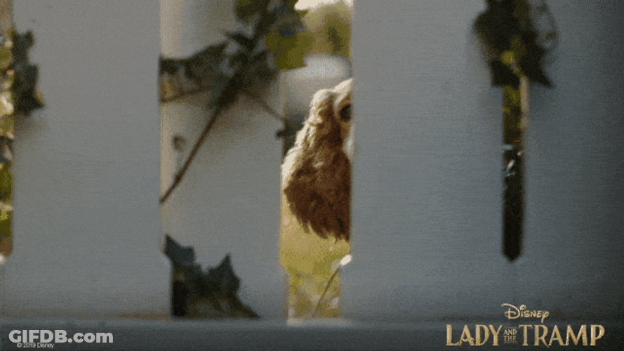 Lady And The Tramp Dog Interested GIF