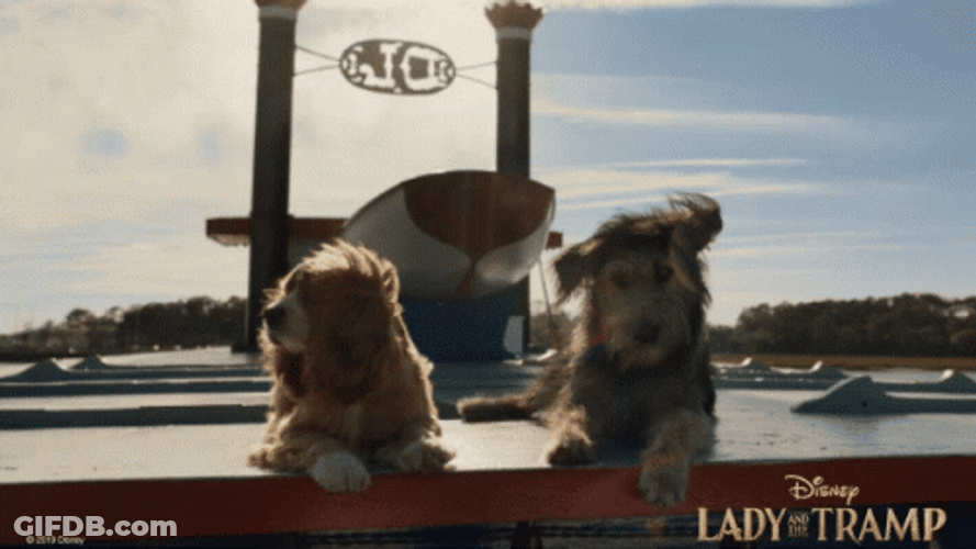 Lady And The Tramp Live Action Date GIF