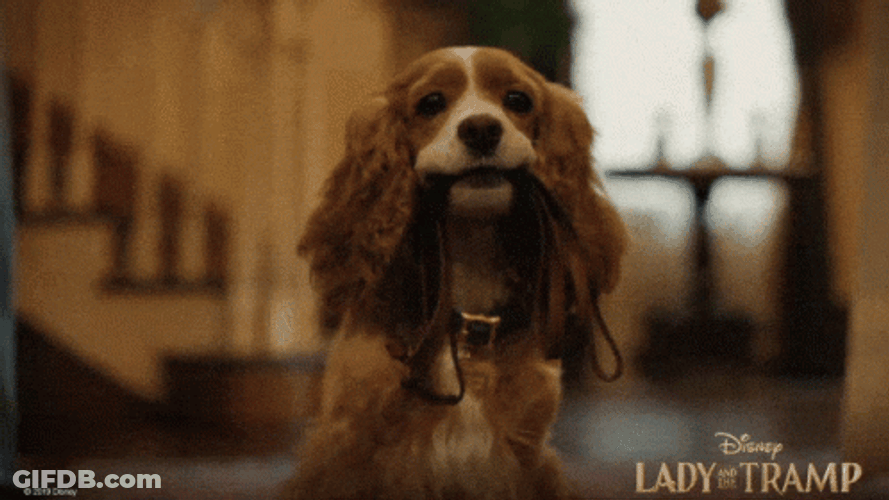 Lady And The Tramp Rope Bite GIF