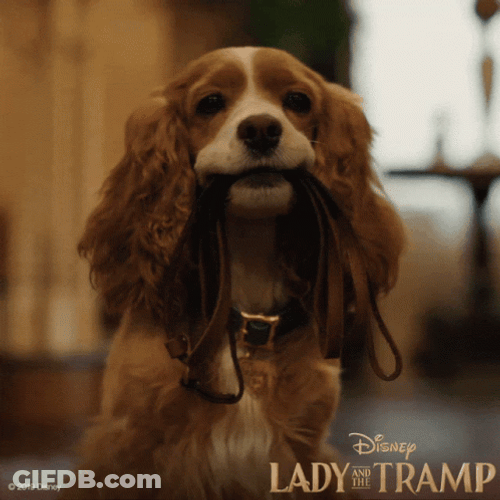 Lady And The Tramp Rope Bite GIF