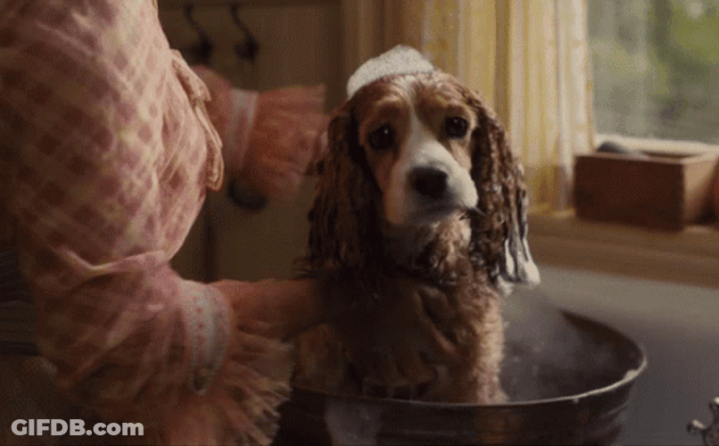 Lady And The Tramp Takes A Bath GIF
