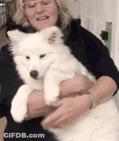 Lady Carrying Samoyed GIF