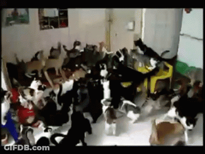 Lady Cat Hoarders GIF