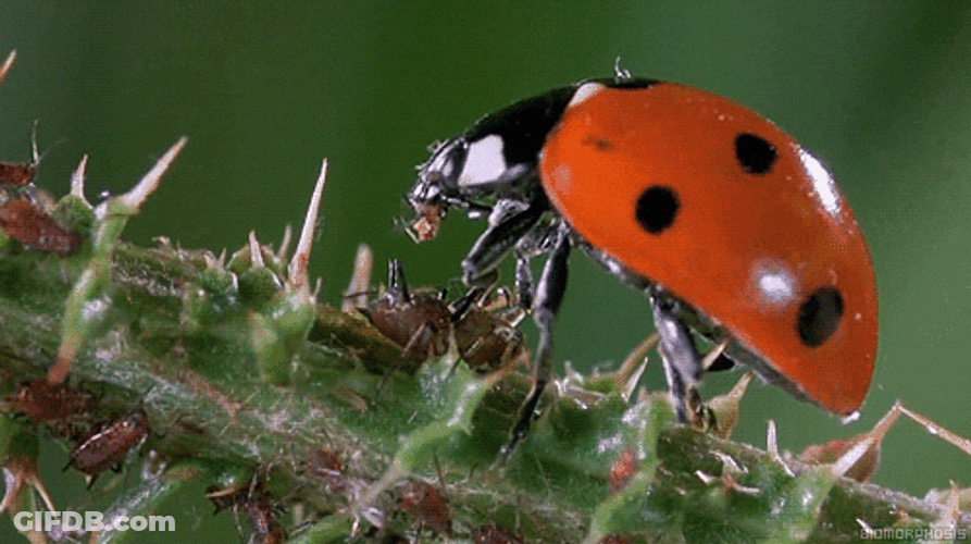 Ladybird Eats Insect GIF