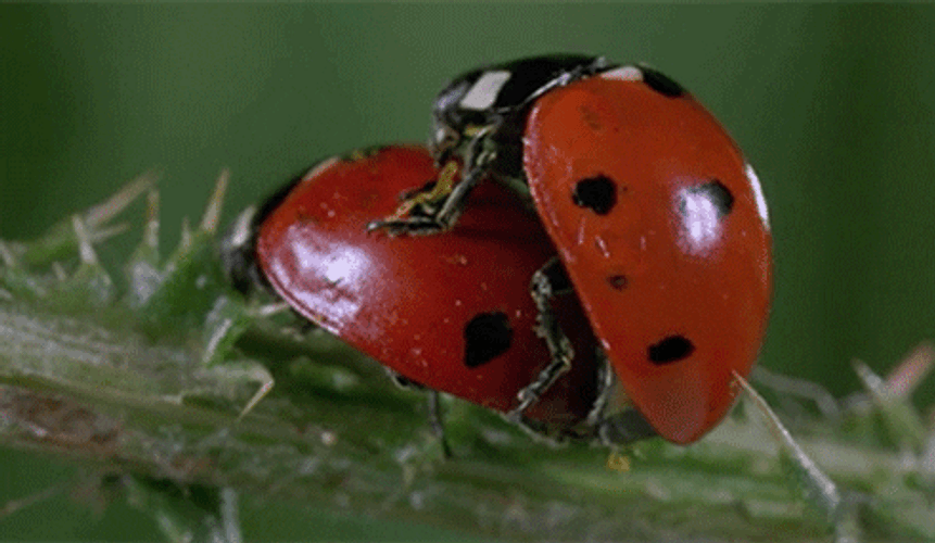 Ladybird Insect Mates GIF