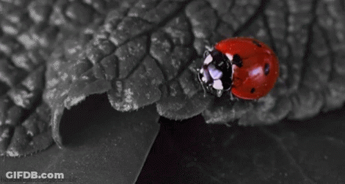 Ladybug Crawling On Black And White GIF