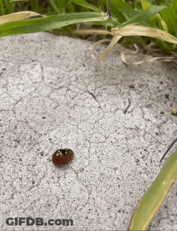 Ladybug Crawling On Concrete Near Grass GIF