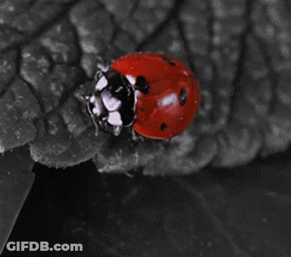 Ladybug Expanding Beautiful Wings GIF
