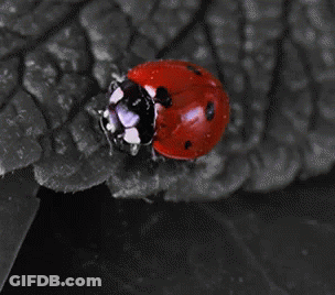 Ladybug On Black And White Leaf GIF