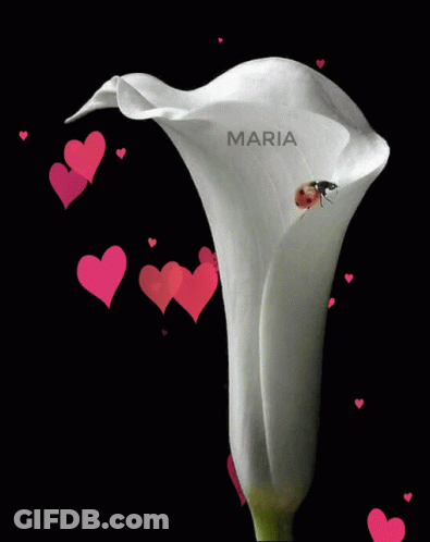 Ladybug On Flower With Maria GIF