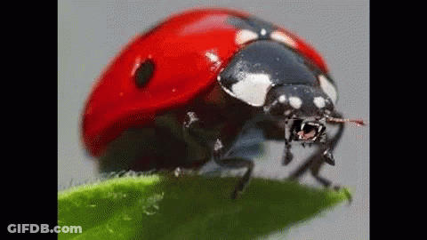 Ladybug On Green Leaf With Mouth Open GIF