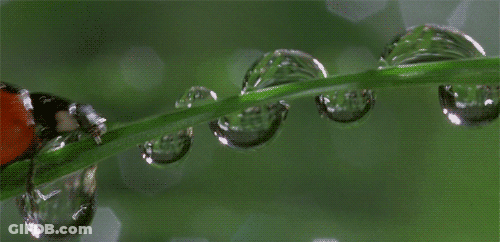 Ladybug On Green Leaf With Water Drops GIF