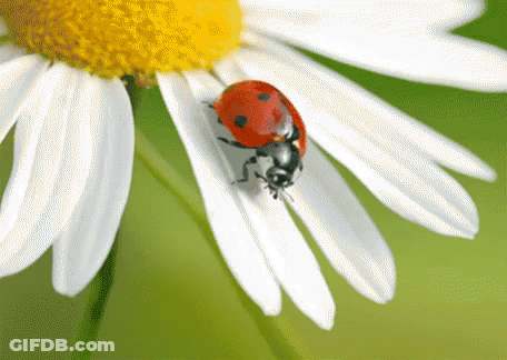 Ladybug On White Flower With Yellow Center GIF