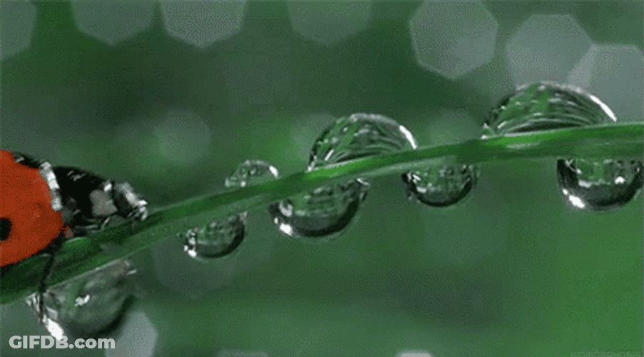 Ladybug Sipping Water On Branch GIF