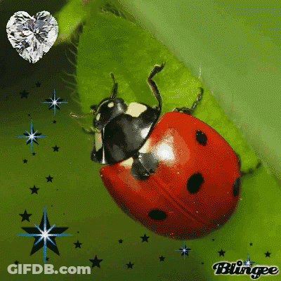 Ladybug Sitting On Green Leaf With Heart GIF