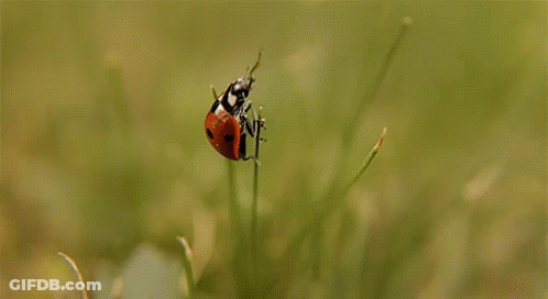 Ladybug Sitting On Plant GIF