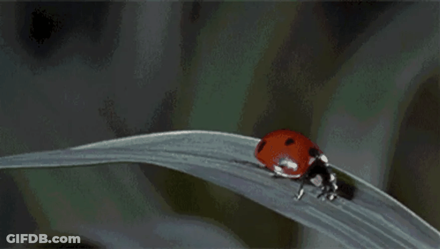 Ladybug Slow Mo Slow Mo Bounce GIF