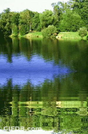 Lake Surrounded By Trees GIF