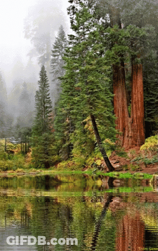 Lake Surrounded By Trees With Gary Watermark GIF