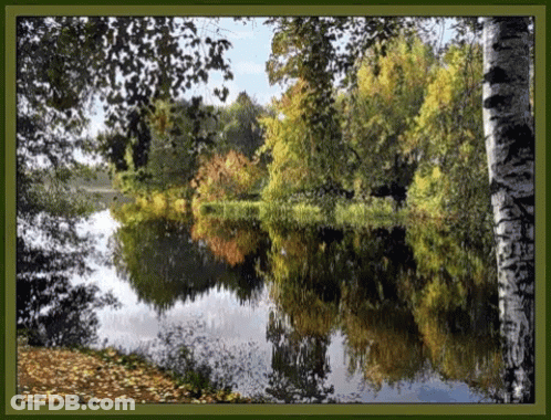 Lake Surrounded By Trees With Leaves On Ground GIF