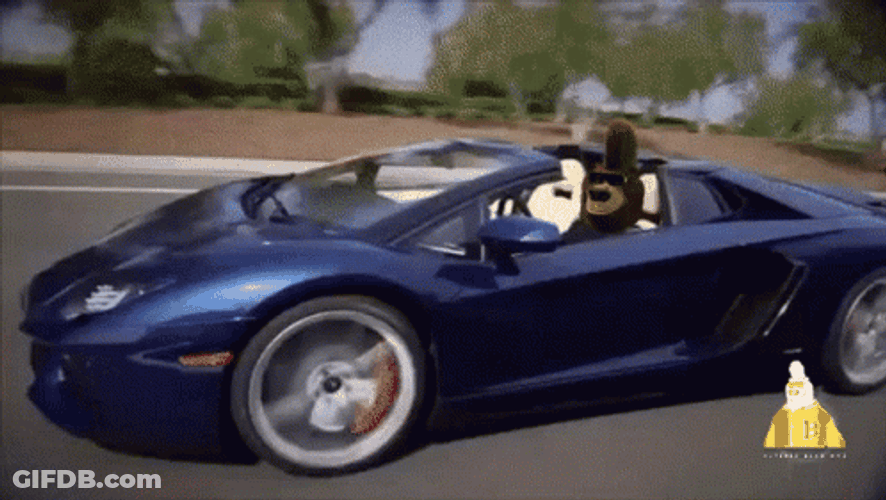 Lamborghini  Party Bear Driving GIF