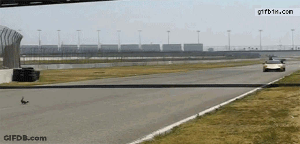 Lamborghini Sports Car Cat Ran Over GIF