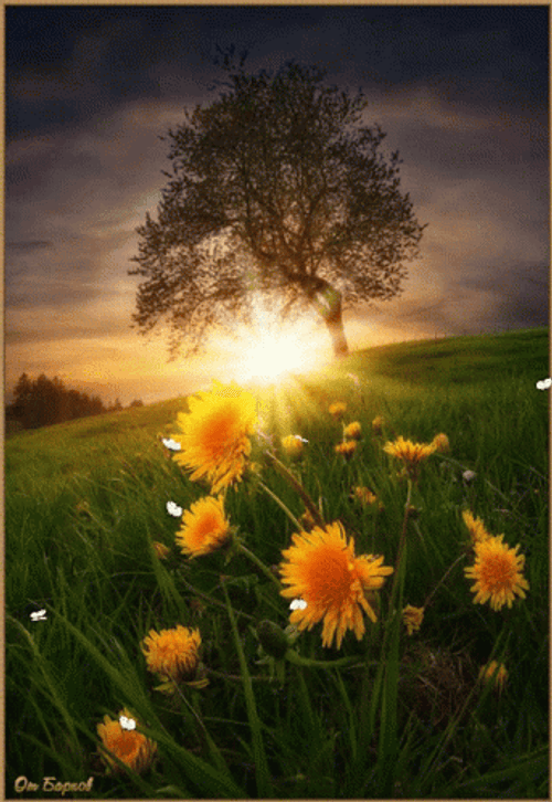Landscape Flower Garden Sunset GIF
