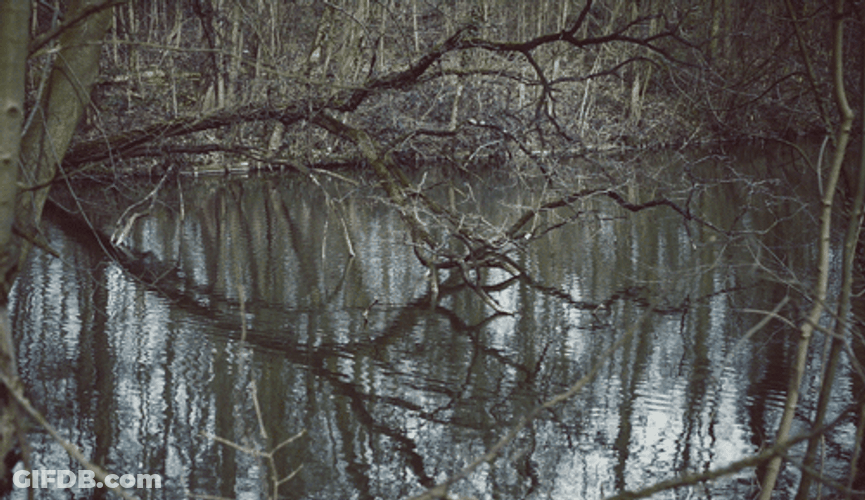 Landscape Lake Forest GIF