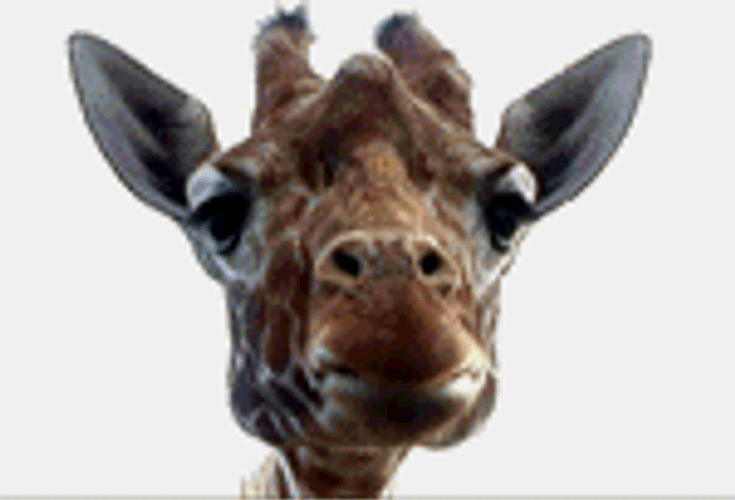 Lanky Giraffe Chewing Something GIF