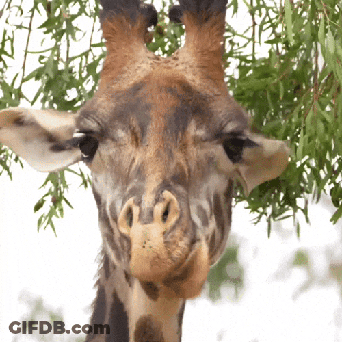 Lanky Giraffe Eats Grass GIF