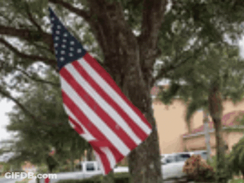 Large American Flag Hanging From Tree Branch GIF