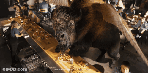 Large Bison Standing On Bar GIF