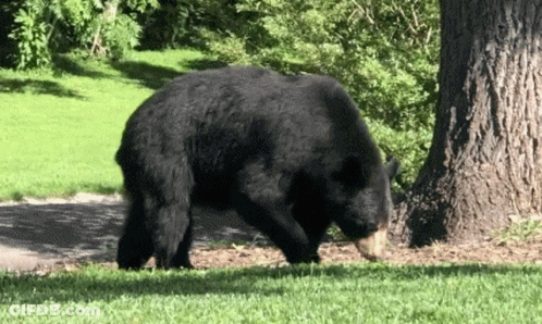 Large Black Bear Walking Across Green Field GIF