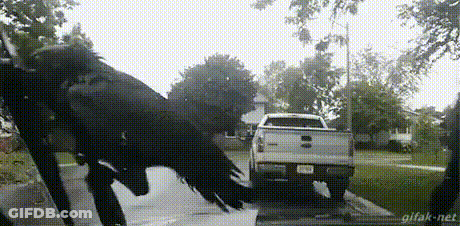 Large Black Bird In Front Of White Truck On Street GIF