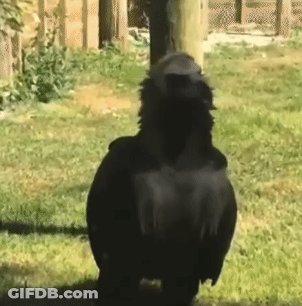 Large Black Bird Standing In Grass Looking At Camera GIF
