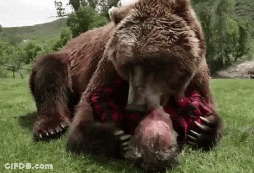 Large Brown Bear Playing With Man In Plaid Shirt GIF