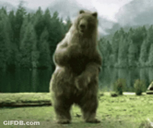 Large Brown Bear Standing GIF