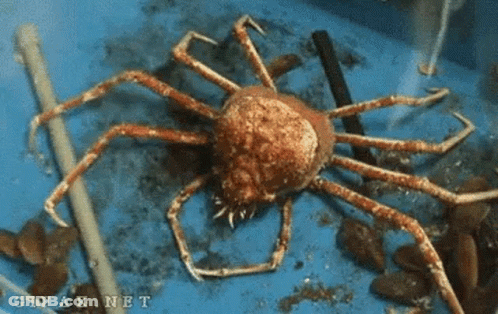 Large Crab Sitting On Blue Bucket GIF