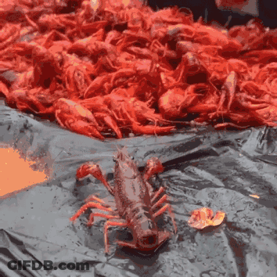 Large Crayfish Sitting In Crawfish Pile GIF