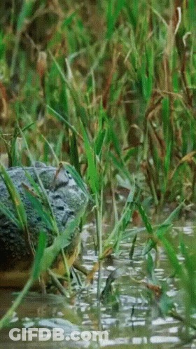 Large Crocodile Swimming In Shallow Water GIF